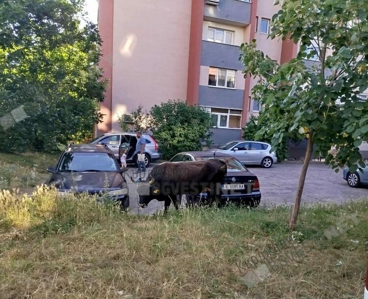 Безпризорен бик стресна тази сутрин децата от „Възрожденци” отиващи на училище