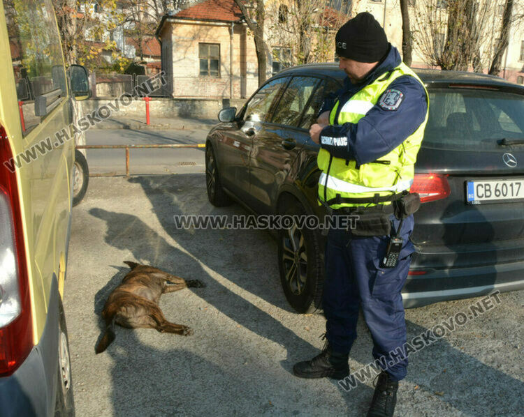 снимката е илюстративна