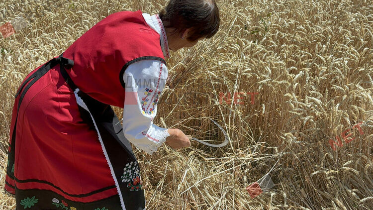 С ритуално зажънване в село Горски извор започна жътвената кампания в община Димитровград