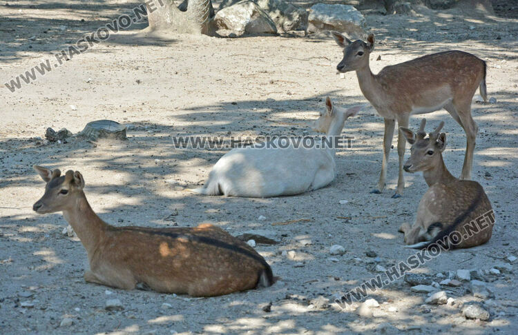 Нови табели в хасковския Зоопарк указват с какво да се хранят животните