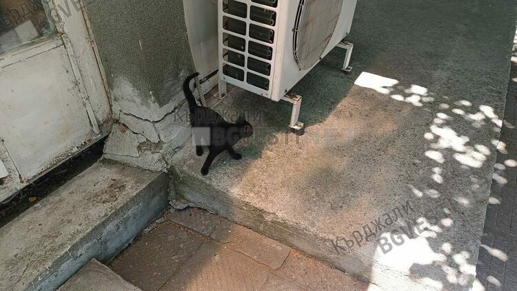 „Откриха” малкото на черния леопард от Шумен, заради жегите търси хладина в Кърджали