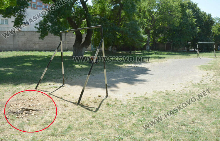 Две дървета паднаха за месец в хасковския парк „Езерата“