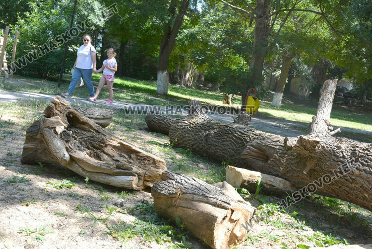 Две дървета паднаха за месец в хасковския парк „Езерата“