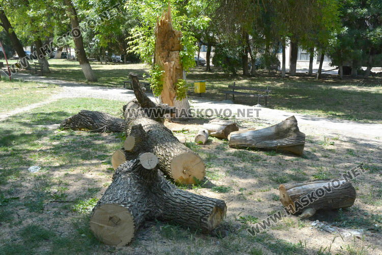Две дървета паднаха за месец в хасковския парк „Езерата“