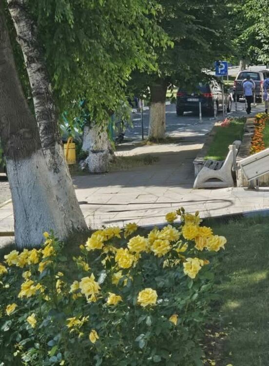 Радомир се променя – над 5000 цветя са засадени в централната част на града, около обществени сгради, паркове, образователни и културни институции