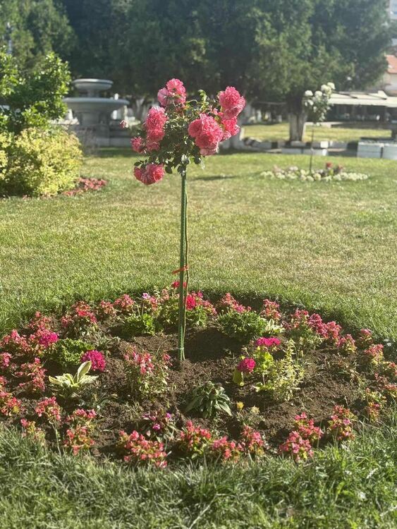 Радомир се променя – над 5000 цветя са засадени в централната част на града, около обществени сгради, паркове, образователни и културни институции