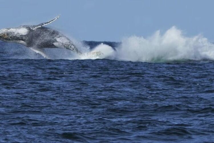 Китове блокират трафика на фериботи в Сидни