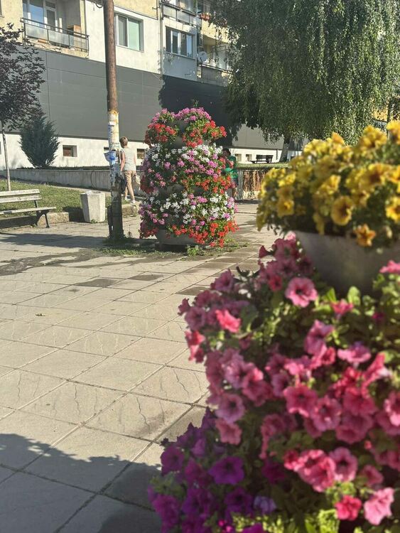 Радомир се променя – над 5000 цветя са засадени в централната част на града, около обществени сгради, паркове, образователни и културни институции