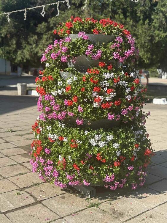 Радомир се променя – над 5000 цветя са засадени в централната част на града, около обществени сгради, паркове, образователни и културни институции