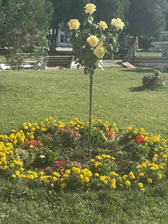 Радомир се променя – над 5000 цветя са засадени в централната част на града, около обществени сгради, паркове, образователни и културни институции