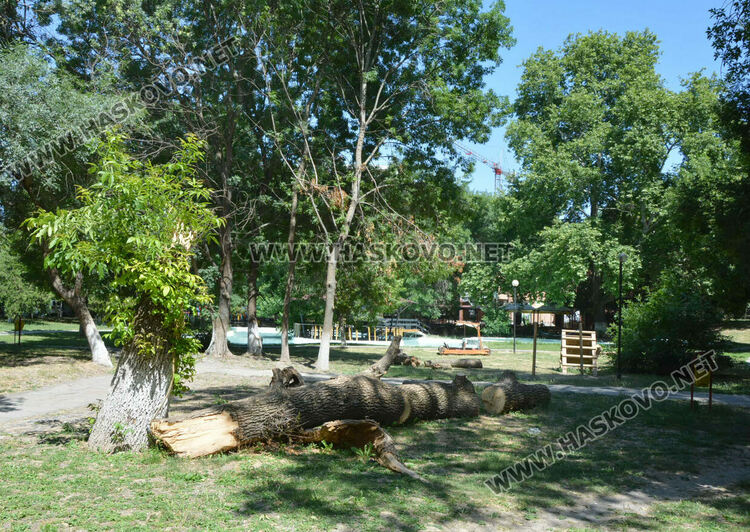 Две дървета паднаха за месец в хасковския парк „Езерата“