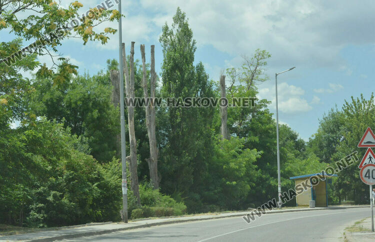 Изсъхнаха над 50 тополи край реката в Хасково