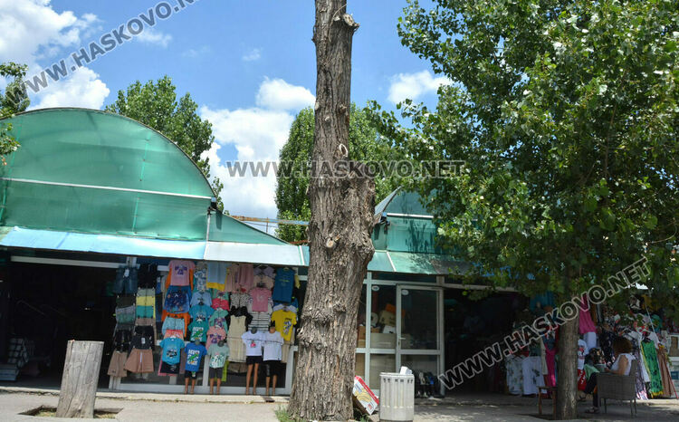 Изсъхнаха над 50 тополи край реката в Хасково