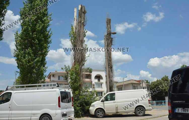 Изсъхнаха над 50 тополи край реката в Хасково