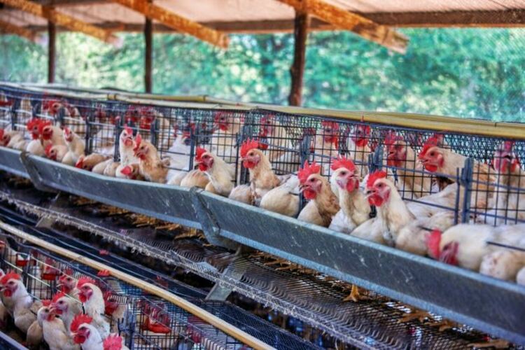 Агенцията по храните започва повсеместни проверки след шокиращите кадри от птицеферма