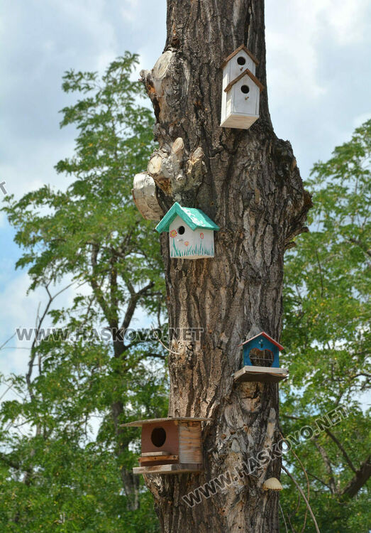 Изсъхнаха над 50 тополи край реката в Хасково