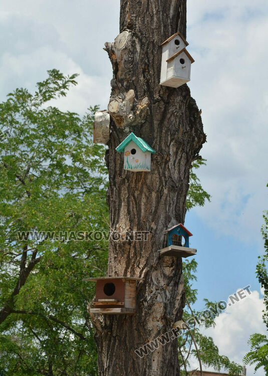 Изсъхнаха над 50 тополи край реката в Хасково