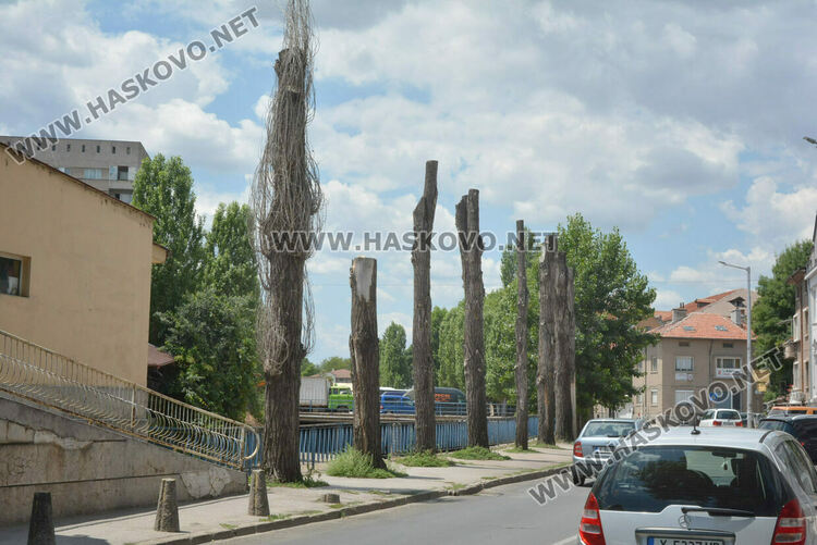 Изсъхнаха над 50 тополи край реката в Хасково