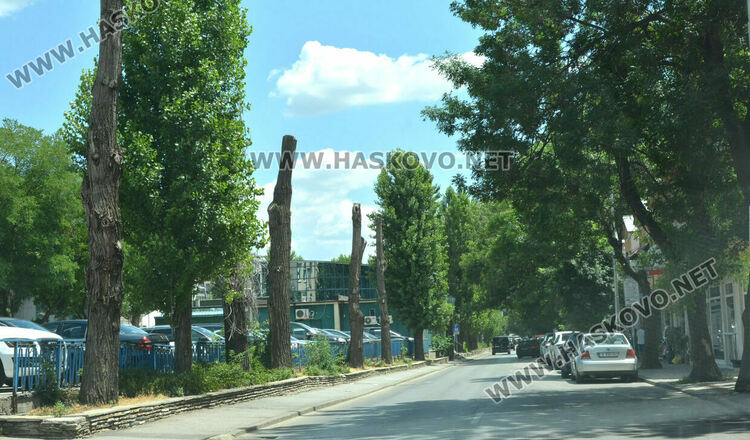 Изсъхнаха над 50 тополи край реката в Хасково