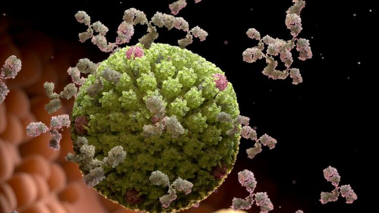 Херпес симплекс вирусът не просто използва клетката, но и пренарежда генома ѝ