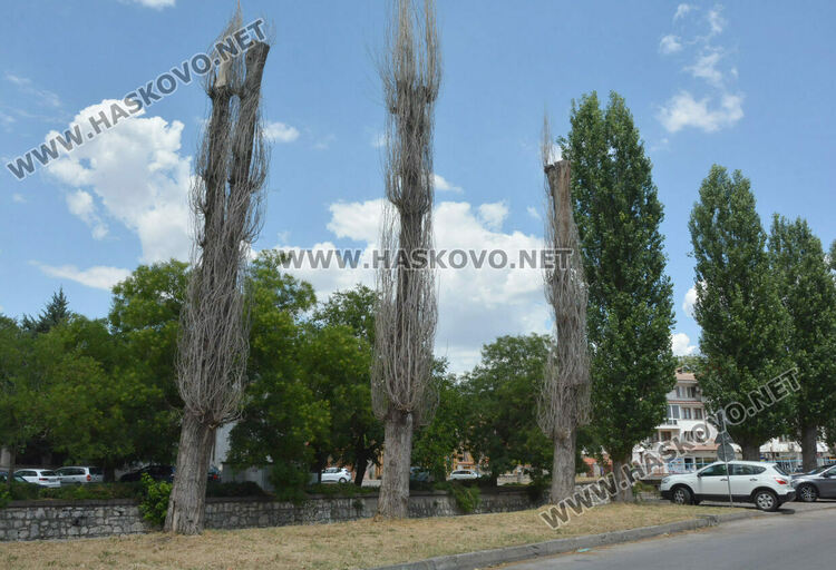 Изсъхнаха над 50 тополи край реката в Хасково