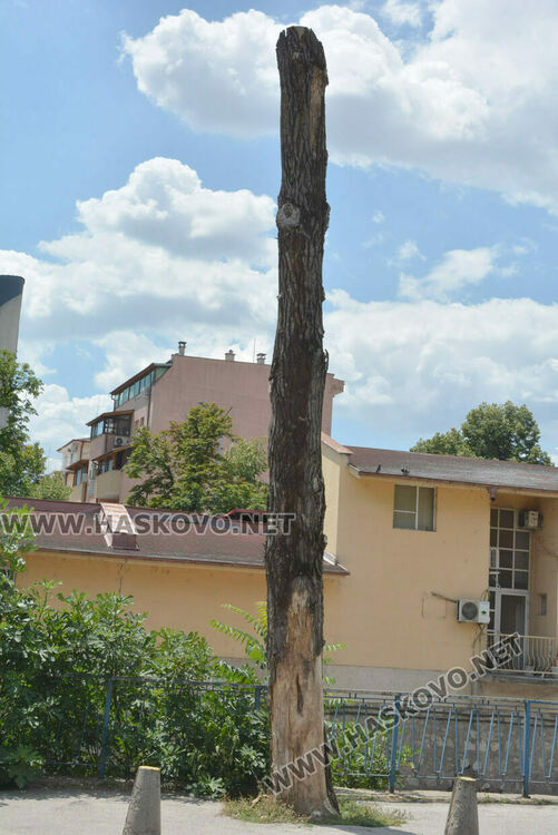 Изсъхнаха над 50 тополи край реката в Хасково