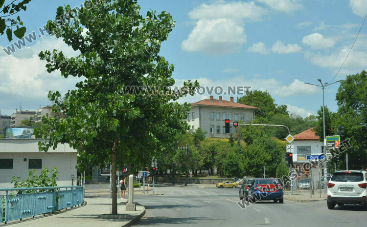 Засадените тополи през 2021 г. 