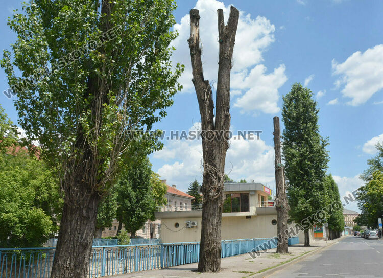 Изсъхнаха над 50 тополи край реката в Хасково