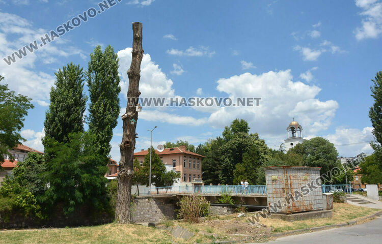 Изсъхнаха над 50 тополи край реката в Хасково