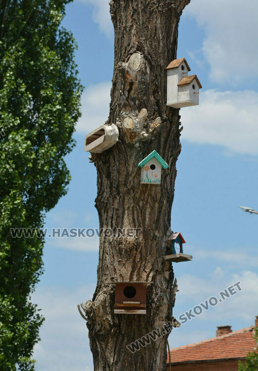 Изсъхнаха над 50 тополи край реката в Хасково