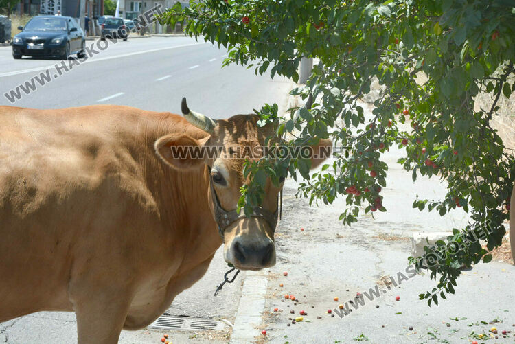 Крави без надзор пасат на бул. „Никола Радев“ 