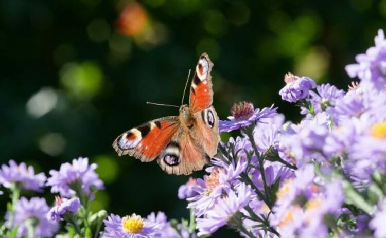 Изчезващият свят на пеперудите – какво губим всички ние