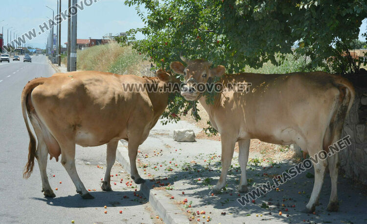 Крави без надзор пасат на бул. „Никола Радев“ 