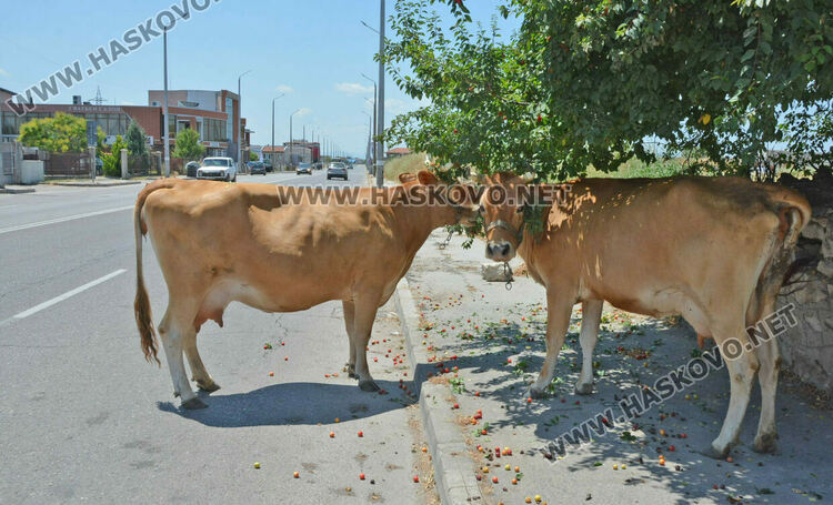 Крави без надзор пасат на бул. „Никола Радев“ 