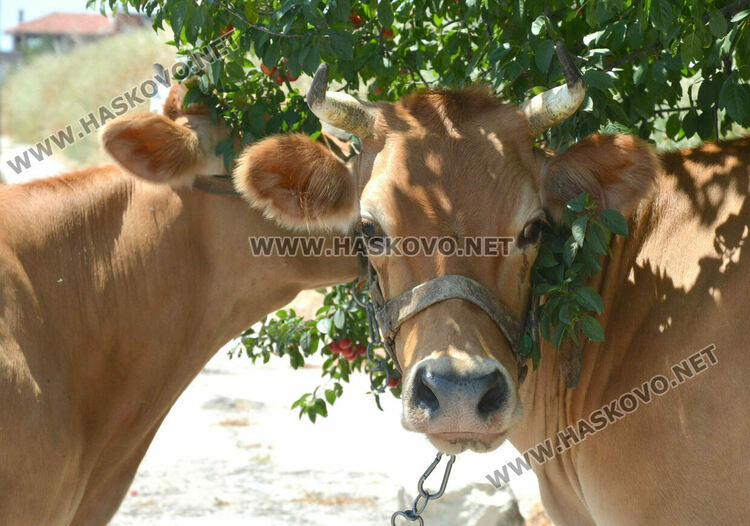 Крави без надзор пасат на бул. „Никола Радев“ 