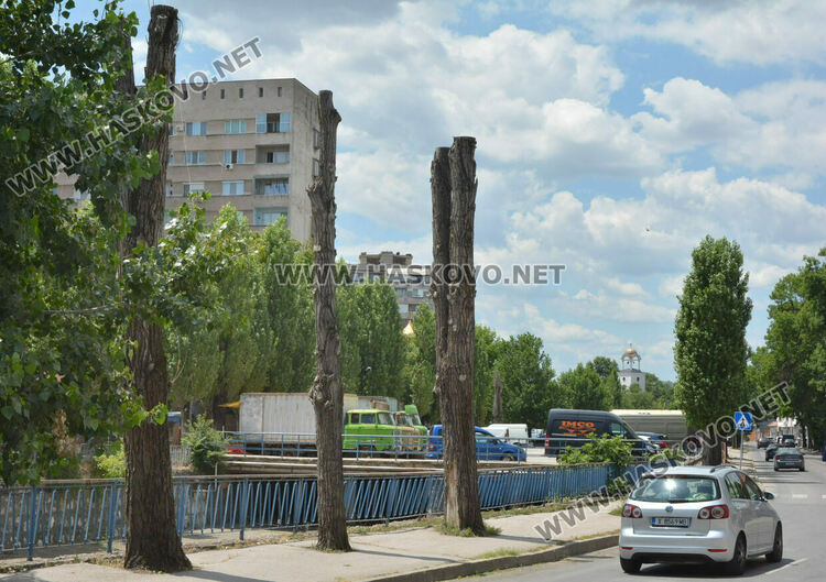 Тополите край реката в Хасково – историята и грижата за тях