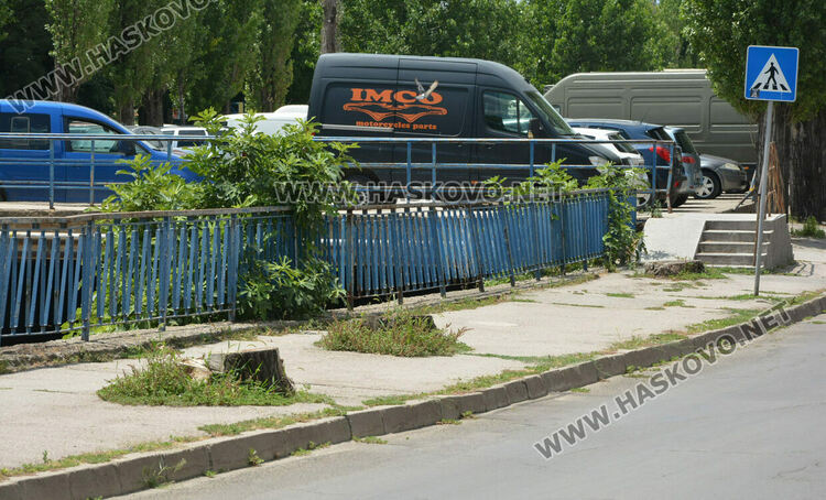 Тополите край реката в Хасково – историята и грижата за тях