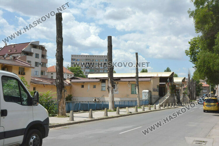 Тополите край реката в Хасково – историята и грижата за тях