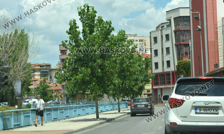 Тополите край реката в Хасково – историята и грижата за тях