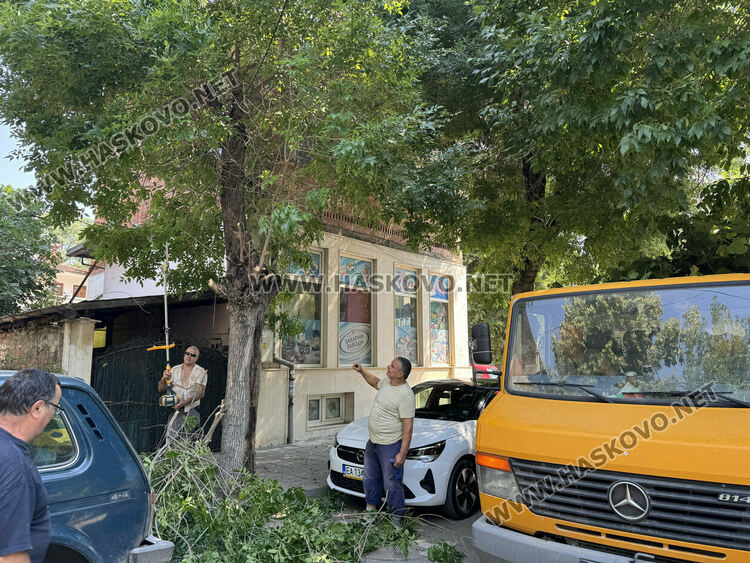 Извършват санитарна сеч в Хасково