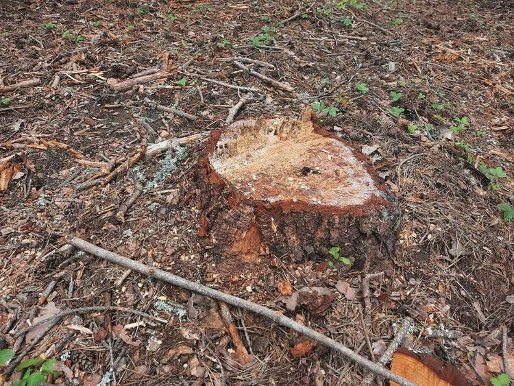 Незаконна сеч на дървета край село Долен 
