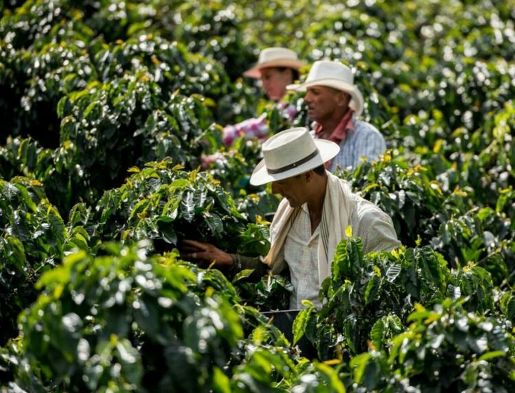 Земеделците в Чили използват човешка коса като средство за пестене на вода