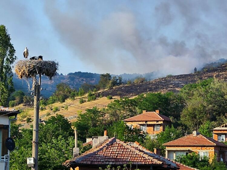 Разследват палежа при село Звезделина, предизвикал голям пожар в борова гора