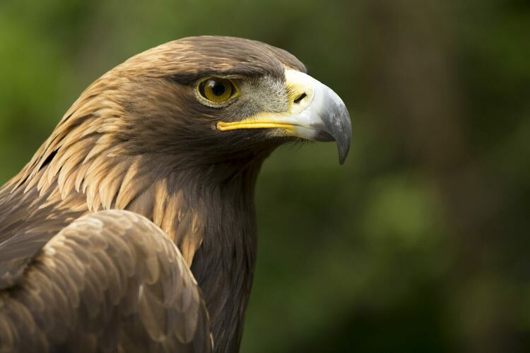Борнео, Дивата Япония, Тайланд и супермощни орли по VIASAT NATURE