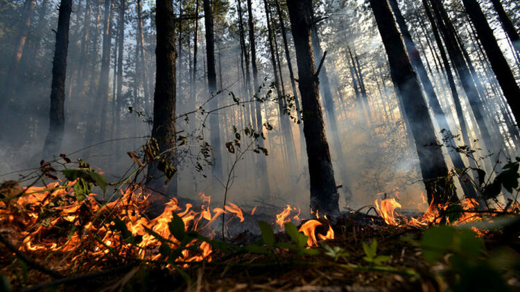 Пожар изпепели десет декара гора край Павелско