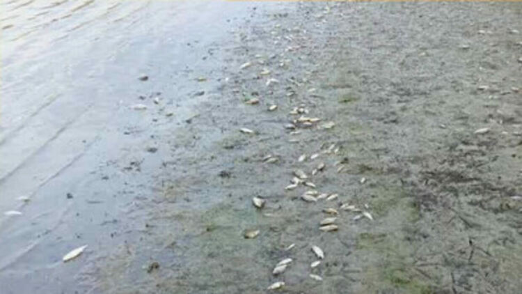 Стотици умрели риби в язовир „Копринка“