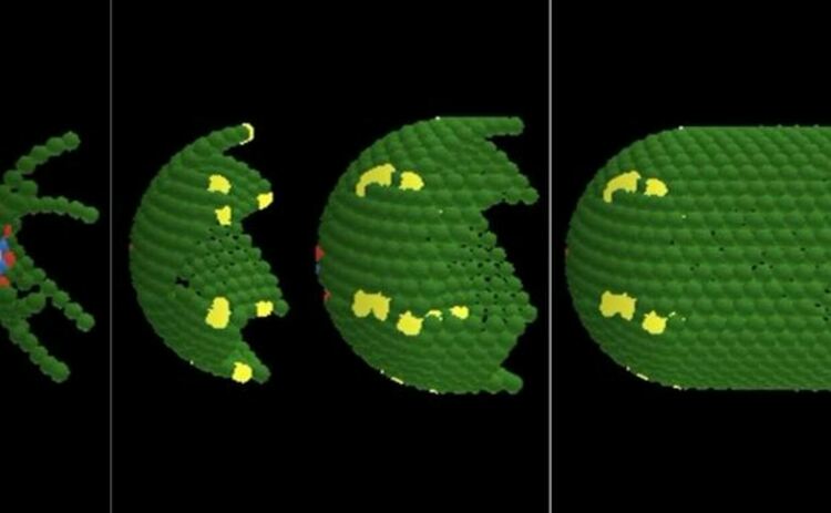 Компютърно генерирано изображение, показващо как клетките в човешкото дебело черво се обновяват и организират с течение на времето, базирано на математическо моделиране.