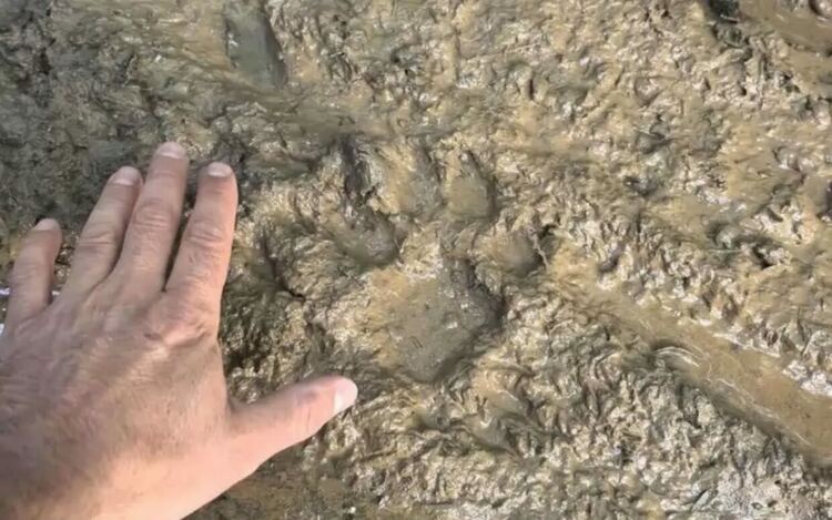 Черният леопард е забелязан отново в Шуменското плато