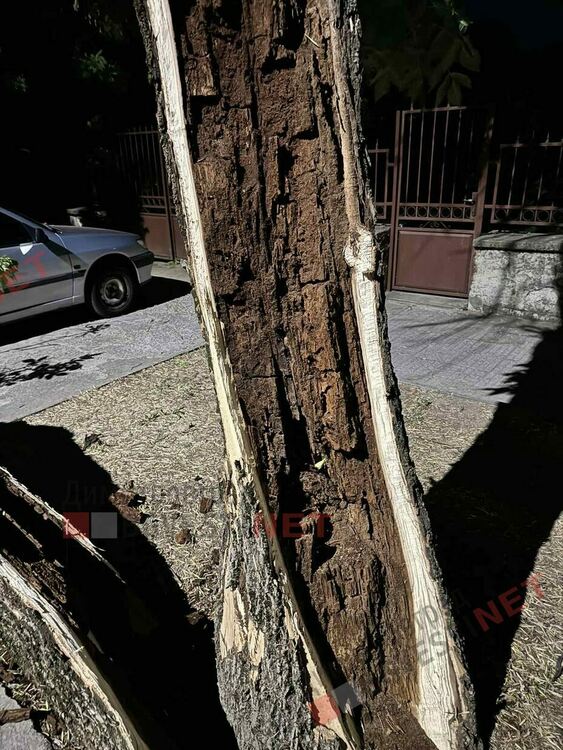 Бурята повали дървета в Димитровград - дърво падна върху автомобил