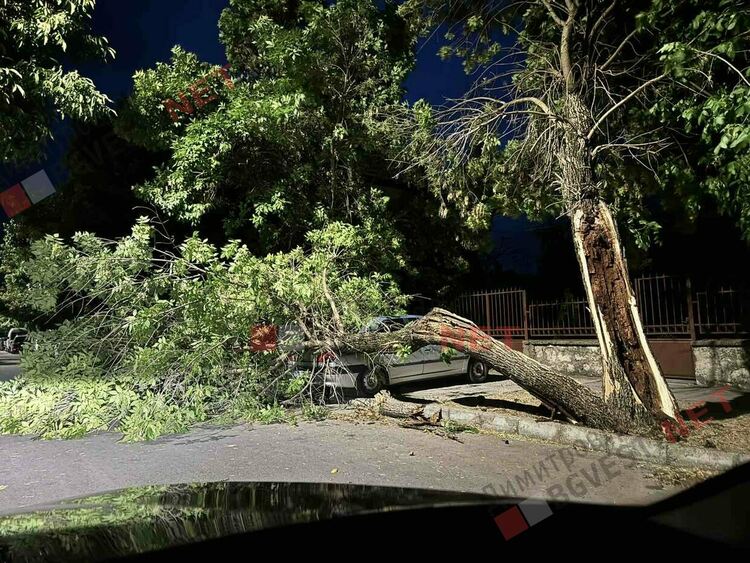 Бурята повали дървета в Димитровград - дърво падна върху автомобил